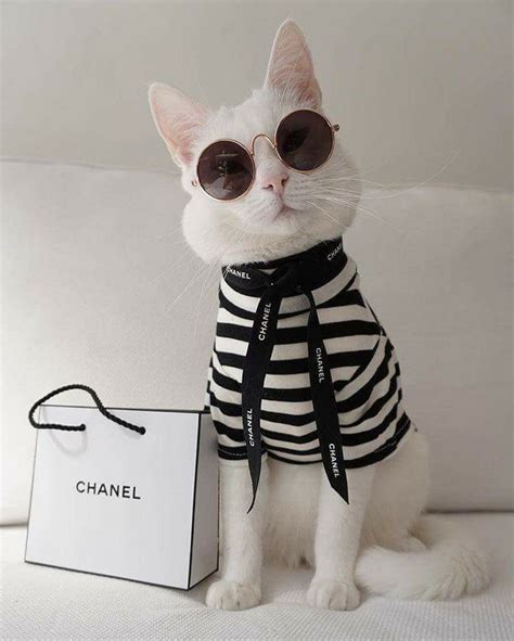 gato de chanel